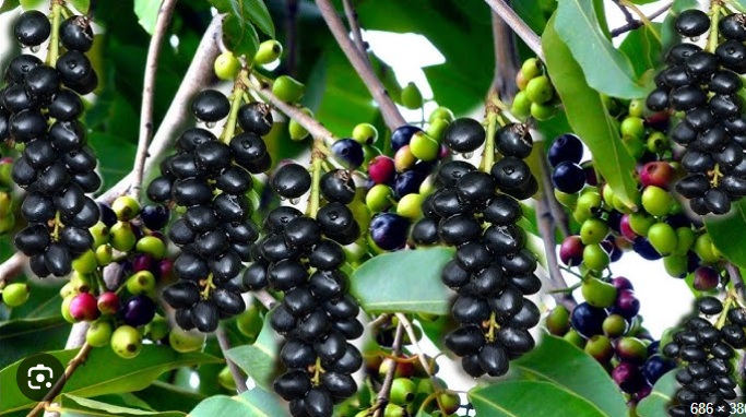 Jamun Tree Plant